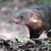 Crab-eating Mongoose - Photo (c) robbythai, some rights reserved (CC BY-NC)