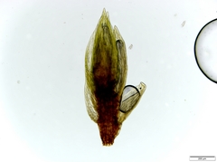 Anomobryum concinnatum