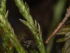 Anomobryum concinnatum