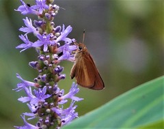 Euphyes dukesi calhouni