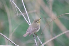 Phylloscopus affinis