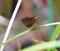 Euphyes dukesi calhouni