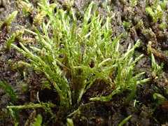 Anomobryum concinnatum