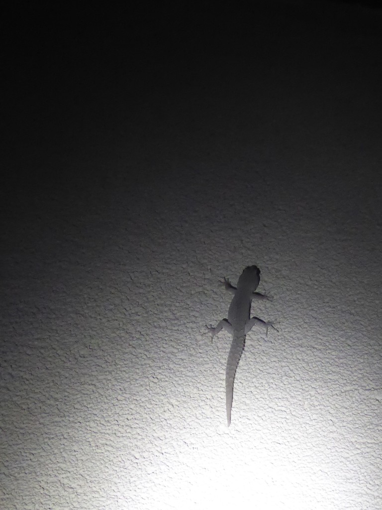 Barton’s Thin-toed Gecko