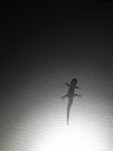 Barton’s Thin-toed Gecko