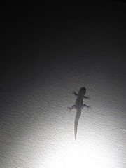 Barton's Thin-Toed Gecko photo 2