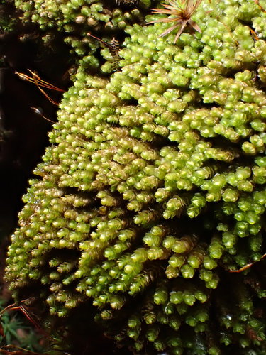 Marsupella emarginata