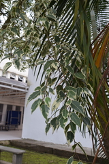 Ficus benjamina