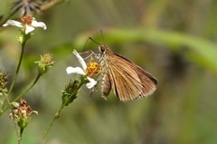 Euphyes dukesi calhouni