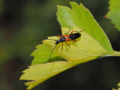 Stenurella jaegeri