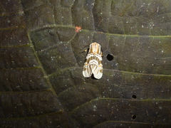 Isia alcumena