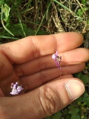 Linaria amethystea