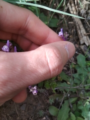Linaria amethystea