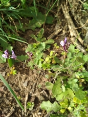 Linaria amethystea