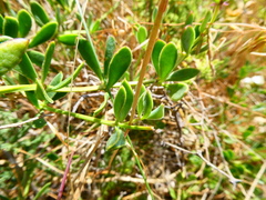 Roepera sessilifolia