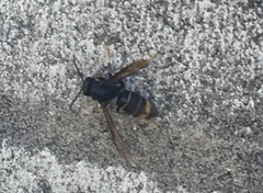 Vespa velutina