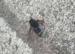 Vespa velutina