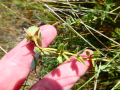 Roepera sessilifolia