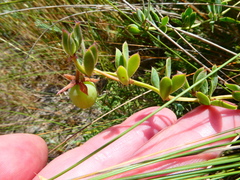 Roepera sessilifolia