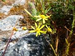 Senecio erosus