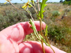 Senecio erosus