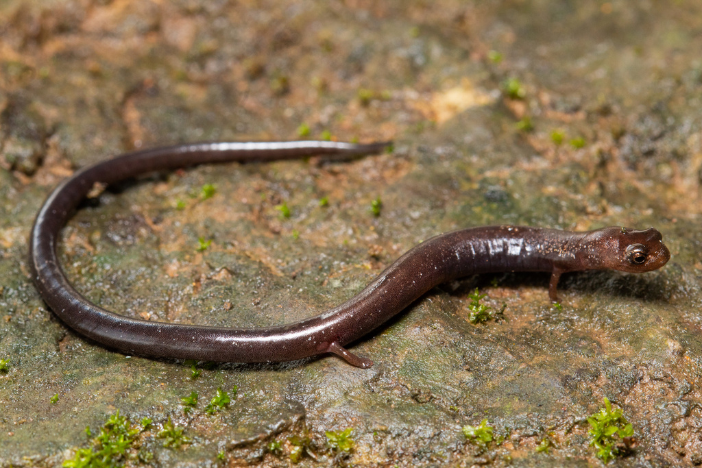 Veracruz Worm Salamander