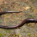 Mexican Slender Salamander - Photo (c) Pedro E. Nahuat-Cervera, some rights reserved (CC BY-NC), uploaded by Pedro E. Nahuat-Cervera