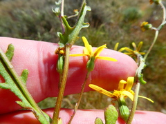 Senecio erosus