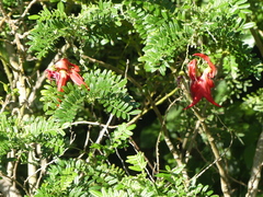 Clianthus puniceus