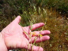 Senecio erosus