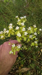 Peltaria angustifolia