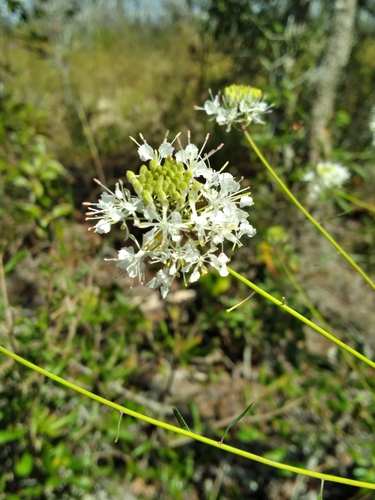 Image of Warea carteri by (c) Scott Ward, some rights reserved (CC BY)