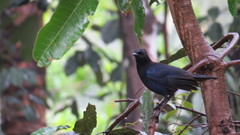 Myophonus horsfieldii