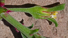 Aizoaceae