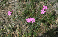 Dianthus ruprechtii