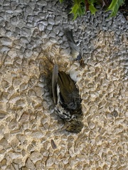 Seiurus aurocapilla image