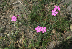 Dianthus ruprechtii