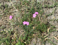 Dianthus ruprechtii