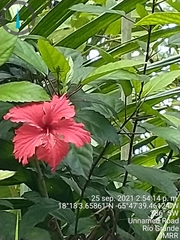 Hibiscus × archeri