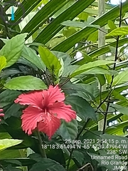 Hibiscus × archeri