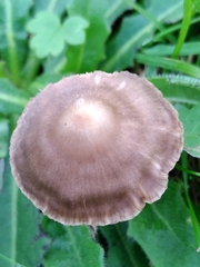 Entoloma infula