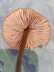 Entoloma infula