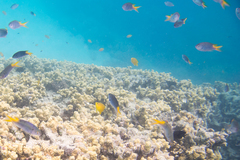 Neopomacentrus azysron