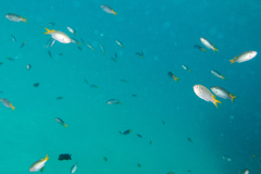 Neopomacentrus azysron