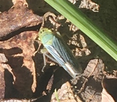 Cicadella viridis