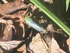 Cicadella viridis