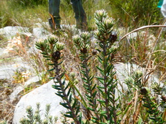 Trichocephalus stipularis