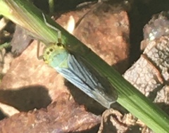 Cicadella viridis