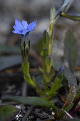 Gentiana prostrata