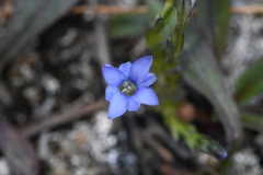 Gentiana prostrata